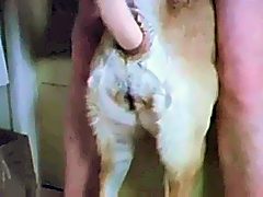 anal dildo dog